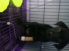 android_upload_pic-中农大我爱我爱24h动物医院·中医针灸·猫专科·骨科医疗中心(双井店)