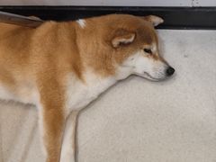 -共舞时光猫咖·狗咖(新街口店)