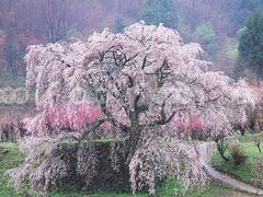 -樱花山风景区