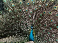 -三亚千古情景区游客中心-接待中心