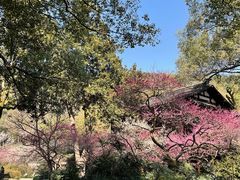 -杭州植物园