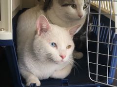 -暖阳宠物医院·犬猫康复中心·骨科