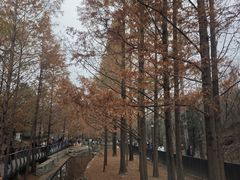 -白水寺森林公园