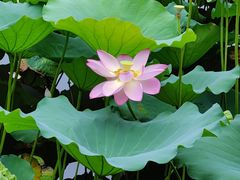 -荔湾湖公园