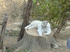 -大连森林动物园