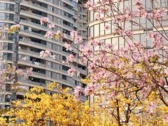 -洲头咀公园