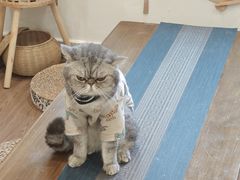 -楼上猫咖(罗湖店)