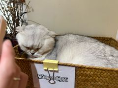 -有猫主题·治愈系猫咖(曾厝垵店)