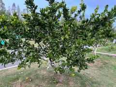 -前小桔亲子创意农场·草莓采摘·露营烧烤