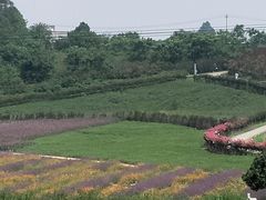 -紫颐香薰山谷景区