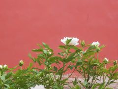-北京市劳动人民文化宫(太庙)