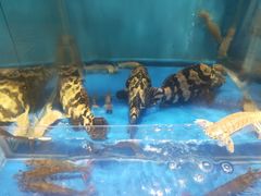 -秦皇岛香格里拉·秦香阁