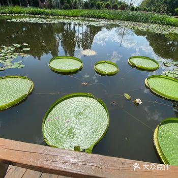 王莲花开，静中有动之景观也！