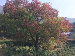 乌桕树-塔川景区