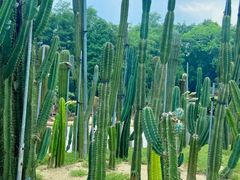 -深圳仙湖植物园