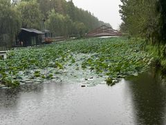 -黄海国家森林公园