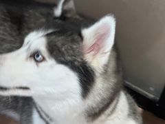 -Husky Go! 哈士奇体验馆·宠物咖啡厅狗咖