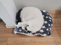 -佳雯宠物医院·皮肤科·内外科(春晓路分院)