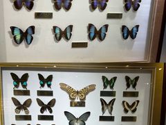 -上海昆虫博物馆