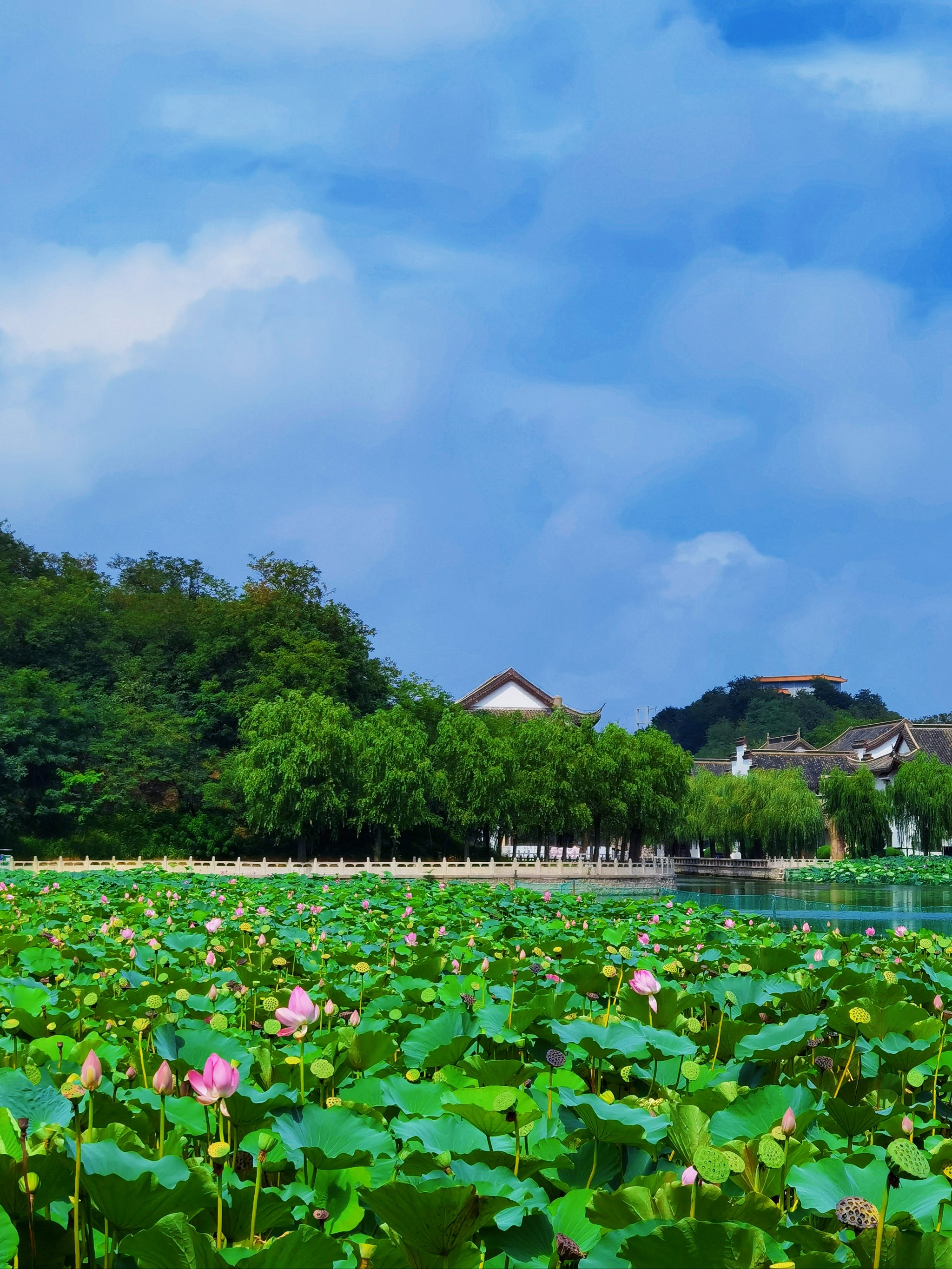 荷花 山水风景真实图片