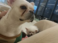 -怪兽屋·羊驼·猫咖·狗咖(俊华广场店)