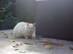 -胶囊画廊