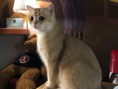 -咖法森林·咖啡  酒吧(天河店)