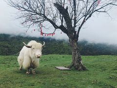 -硗碛藏寨·神木垒景区