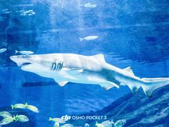 -海合安武汉极地海洋公园
