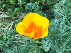 -新繁老號豌豆汤饭店·江湖菜(宝光寺店)