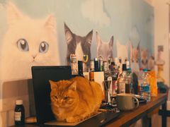-Cappucimeow猫咪咖啡馆(韦伯时代店)