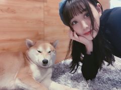 -柴务处·柴犬主题狗咖