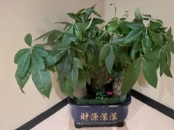 -婳香·女性英式芳疗SPA