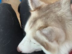 -Husky Go! 哈士奇体验馆·宠物咖啡厅狗咖