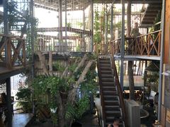 -Rainforest