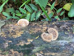 -武吉知马自然保护区