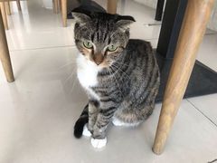 -平行世界·猫咖(首经贸店)