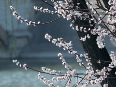 -北京麋鹿生态实验中心