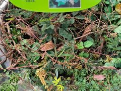 -广州神农草堂中医药博物馆