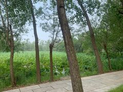-微山湖红荷湿地景区