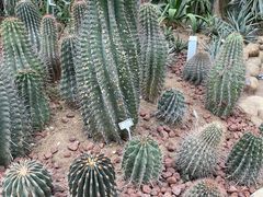 -郑州植物园