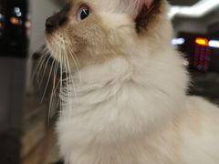 -lincat·猫舍(广州店)