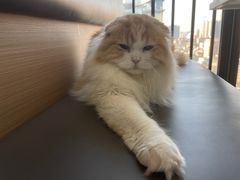 -喵园·猫主题咖啡厅·撸猫·猫咖(国贸店)