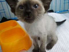 -佳怡动物医院·平价24小时·猫专科骨外科