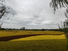 -长兴太湖图影湿地文化园