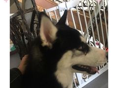 -喜柴咖啡·柴犬狗咖