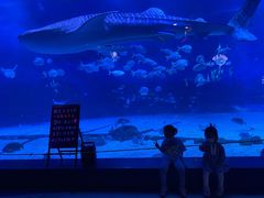 -烟台海昌鲸鲨海洋公园