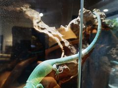 -酷以爬仙阁实体爬宠店·守宫·蜥蜴·专业繁育