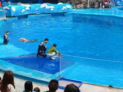 -海合安成都极地海洋公园