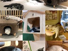 -猫和宫(六道口店)